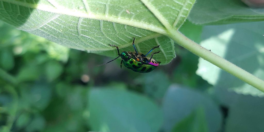a green bug sitting on top of a green leaf