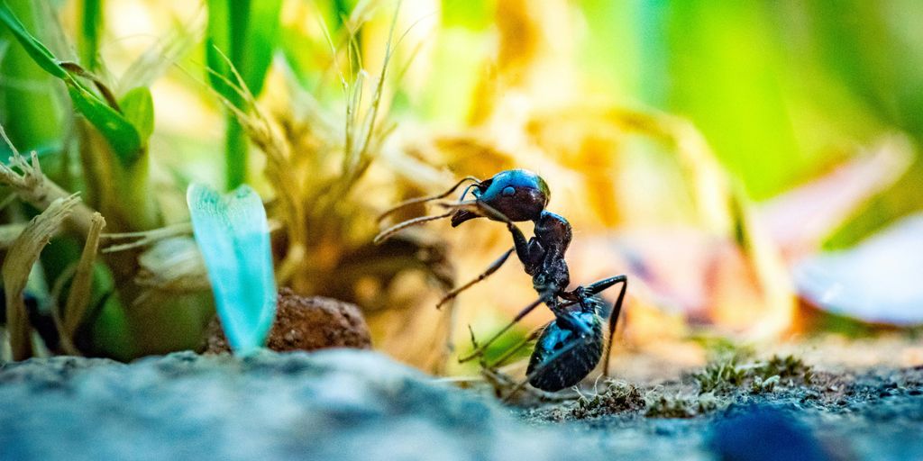 close up photo of black ant in front of plant