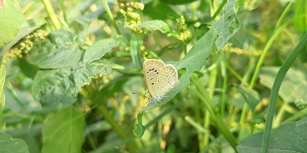 a butterfly sitting on a leaf in a field