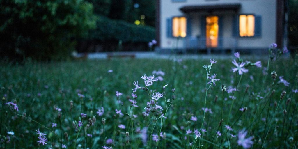 field of purple flower beside house