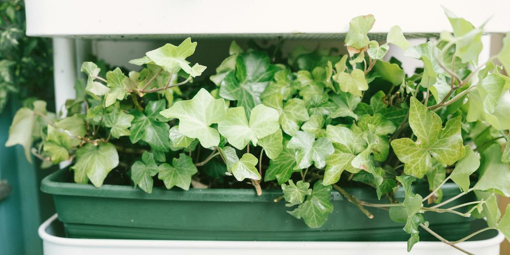 a planter with white flowers