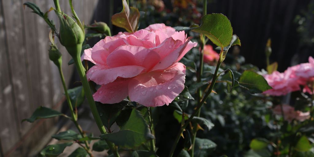 a close up of a pink flower near a fence