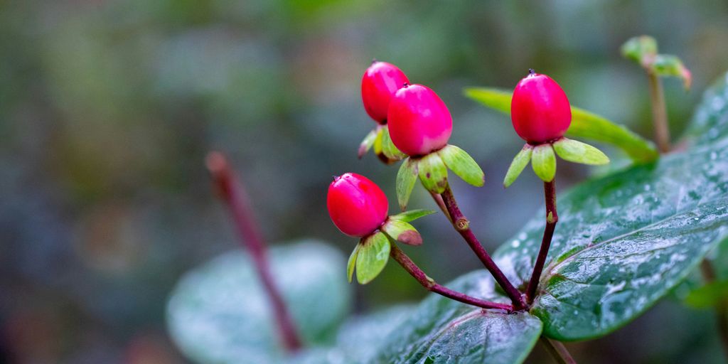 a close up of a flower on a plant